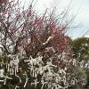 More o-mikuji strips on the trees, filled with wishes