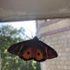 A moth spreads its wings so that its eye spots, which help ward off predators, are visible