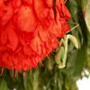 A praying mantis hanging from a collection of flowers