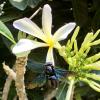 A carpenter bee crawls atop a flower