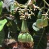 Aphids are feeding on this immature cashew fruit and ants are eating the aphids' sugary secretions while also protecting the aphids from predators