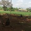 More baboons relaxing under the shade