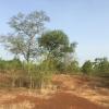 The savanna ecosystem is very hot and open, but there are still a lot of green trees