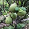 In Soc Trang, visiting one of the many fruit orchards here is a kind of tradition