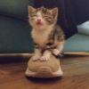 Pepper sitting proudly on my friend's shoe. This was his first day in my apartment