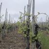 Grape fields in the shape of hearts