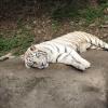 A rare white tiger on the Everland safari ride