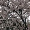 My favorite part of the cherry blossoms are how pink they look