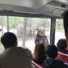 The bears would come close to the bus and get snacks