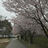 After running across a busy sidewalk, you enter this beautiful line of cherry blossoms