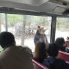 We went on a ride at Everland where we got to see Bears, Tigers, and Lions