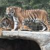 In Everland, we also saw tigers