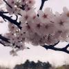 The middle of the cherry blossom looks like a star, one reason other than their color for their popularity