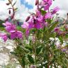 Fireweed blooming in the sandy soils next to the riverbed