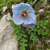 Some species, like this Himalayan blue poppy, are found only in a few places in the world, while other species grow only in the Valley of Flowers 
