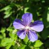 For most of the year, the valley is covered in snow, so plants such as this geranium have only a few months to grow, flower and spread seeds for next year's bloom