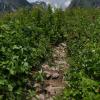 The Valley of Flowers is known as a center of biodiversity, meaning many different types of plants and flowers grow here!