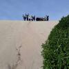 Sand dunes are home to many different reptile species