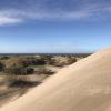 Some plants on the dunes have roots that extend deep into the sand to provide stability, while other roots stretch out close to the surface of the sand to get water and nutrients