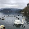 Lake Bled with Bled Castle on the cliffs overlooking the lakes