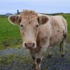 We met some furry friends along the way (do you know why her ears are tagged?)