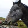 This pretty pony ate hay right from our hands