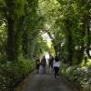 This tree-covered walk near the cemetery looked so pretty that I could see why Yeats liked writing about Sligo's landscapes