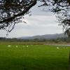 A classic Irish view, sheep grazing lazily in fields of green