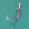 A southern right whale baby nursing on its mother