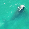 A baby whale peeking her head out of the water