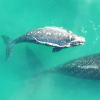 This baby whale has come up to take a breath by exposing her back and blowhole