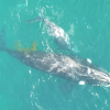 Southern right whales have callosities (the same material as your fingernails) on their head and face that scientists use to identify them