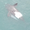 Southern right whales love to roll, and here you can see the mom whale on her back, exposing her white belly, with her calf under her right fin
