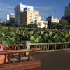 A lotus field contrasting with the buildings beside it
