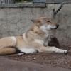 A coyote basking in what little sun it can get in Moscow