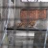 An Amur leopard watching as I take pictures of the big cats...they all look so calm, but I'd never want to be alone with one!