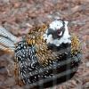 A close-up of a Reeves's pheasant. I wonder who Reeves was and why he/she gets a bird named after him/her?