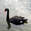 Black swan in Hyde Park