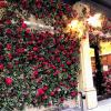 Rose wall near Hyde Park
