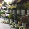 With full bellies and tired eyes, we walk around the city center and find an ice cream shop (paletería) and fresh flower stand 