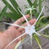 This spider flower lily grows all through the ruins, adding more beauty to an already spectacular place