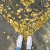 Ginkgo trees are very common in China and lose their leaves in the fall