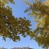 The ginkgo trees in Dalian were very beautiful, especially against the backdrop of the mountains