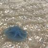 Jellyfish have no brain, heart, bones or eyes!