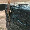Look at how long this lizard's tail is!