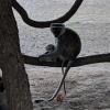 Do you spot the baby? Vervet monkeys like this one are very common in Zambia and Malawi.