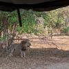 Male lions are territorial, meaning they keep other lions away from the area they control. This lion actually controls his territory with one friend.