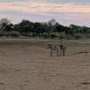 Baby zebras stay with their moms all of the time for the first few months. I was so excited to see one!