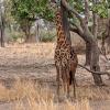 This giraffe almost blended into the tree! He was trying to stay in the shade.