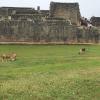 This used to be the gathering center during Incan times but is now the home of 15 llamas!